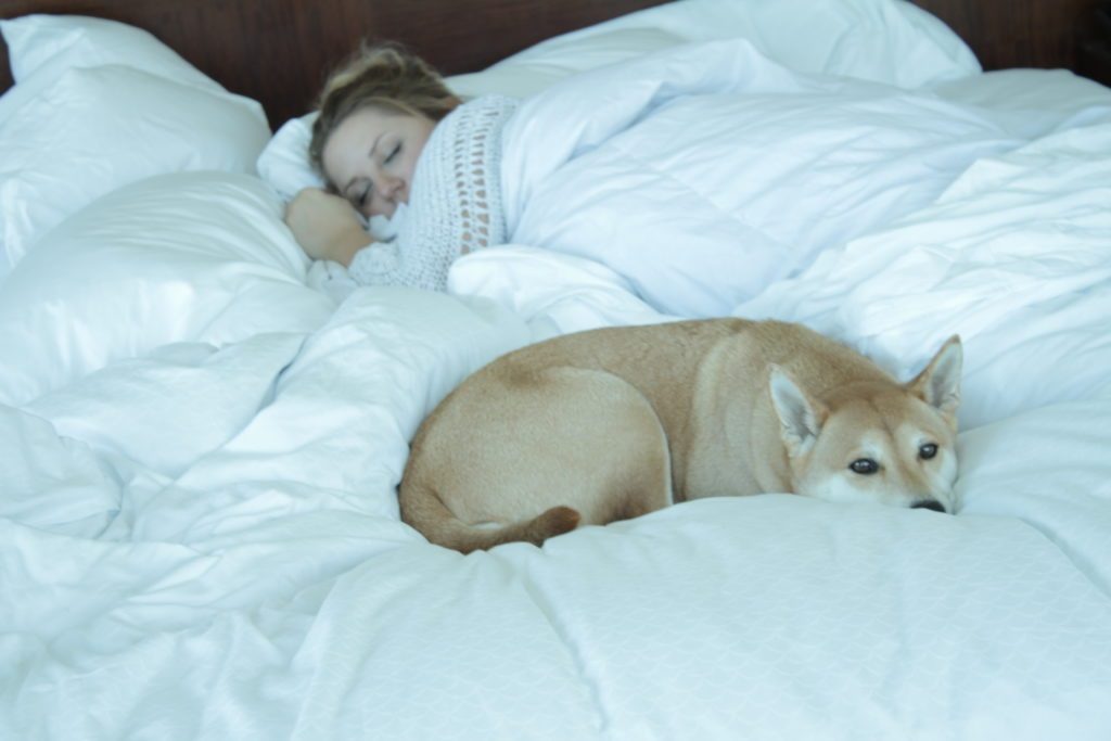 Are therapy dogs effective in helping reduce stress in students?