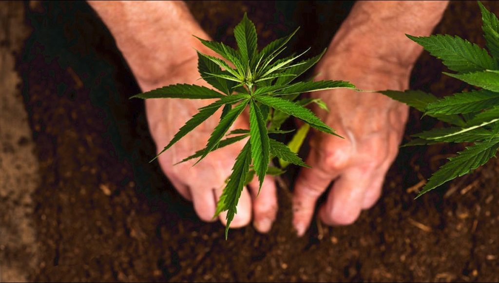 5 Reasons Why You Should Consider Growing Your Own Cannabis