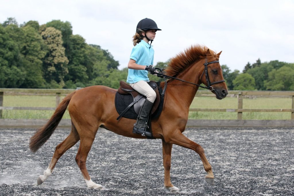 Equipment for your horse