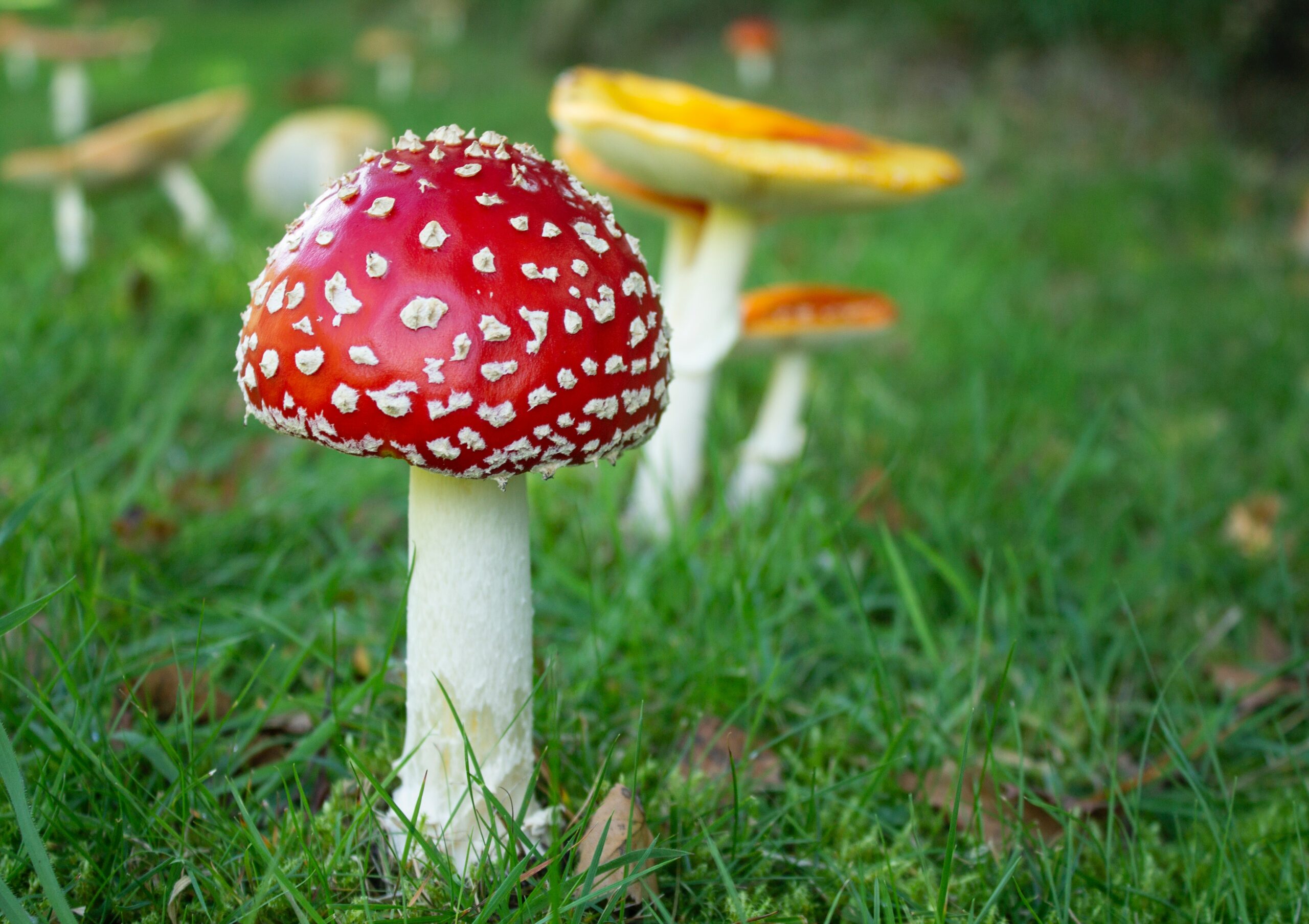 Does Having Amanita Mushroom Good for You? Dutko Worldwide