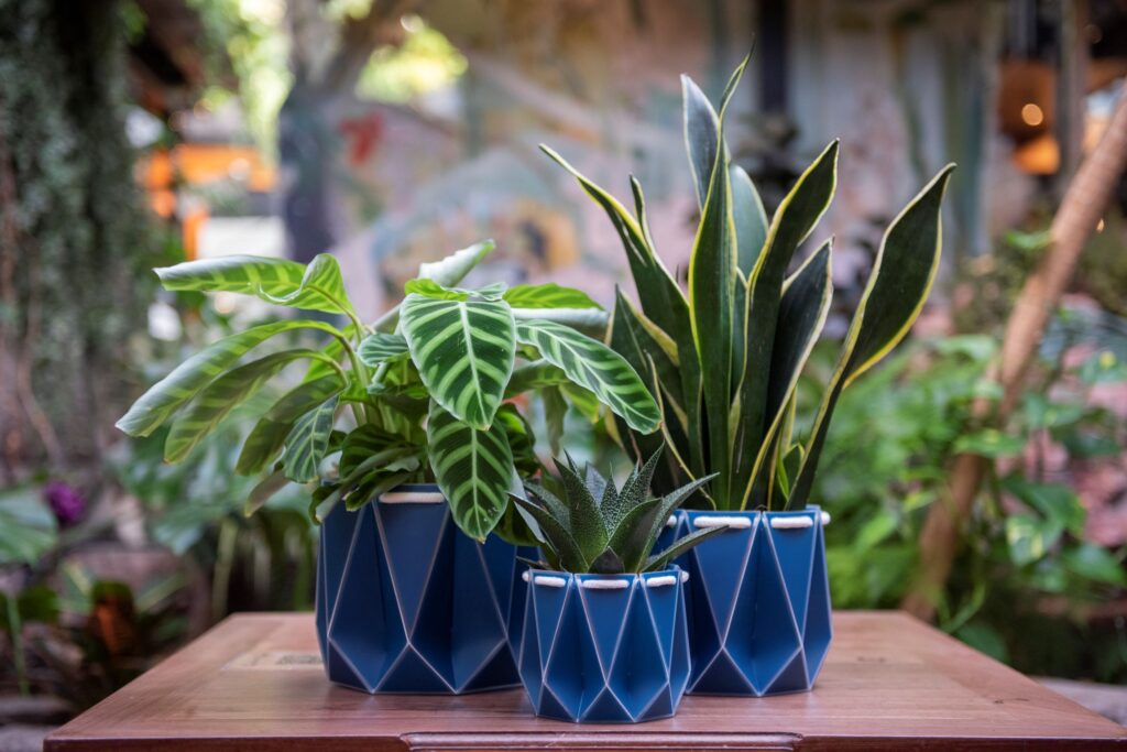 Eco-Friendly Branding: Sustainable Materials in Branded Plant Containers